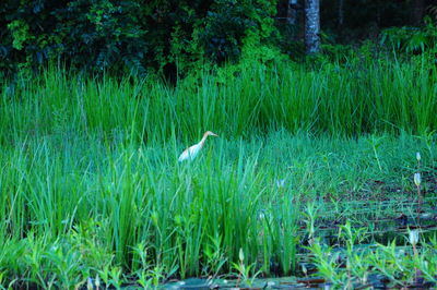 High angle view of gray heron on grass by lake