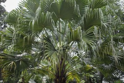 Low angle view of palm tree leaves