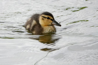 Duck swimming in lake