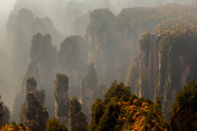 Panoramic view of trees in forest against sky