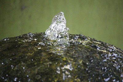 Close-up of turtle in water