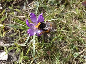 Close-up of honey bee pollinating on purple flower