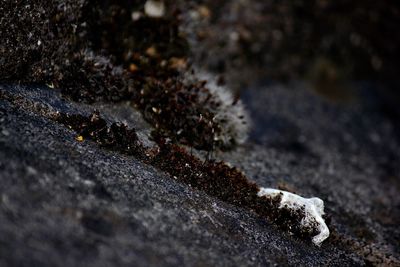 Close-up of dry moss on rock