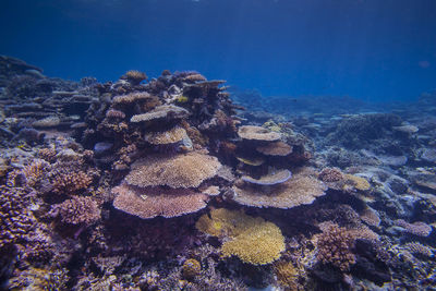 Multi colored corals underwater