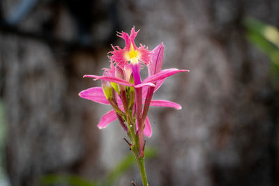 Close-up of pink flower