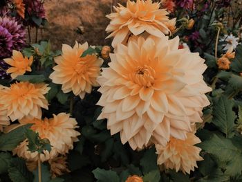 High angle view of yellow flowering plants