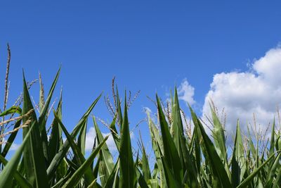 Low angle view of crop against clear sky