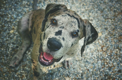 Close-up portrait of a dog