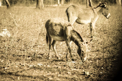 Grass grazing on field