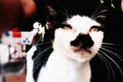 Close-up portrait of cat