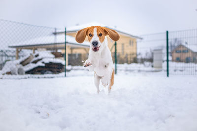 Dog running on snow covered landscape
