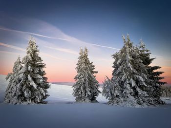Coniferous trees in winter during sunset