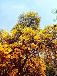 Low angle view of flowering tree against sky