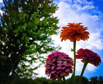 Close-up of red flowering plant against sky
