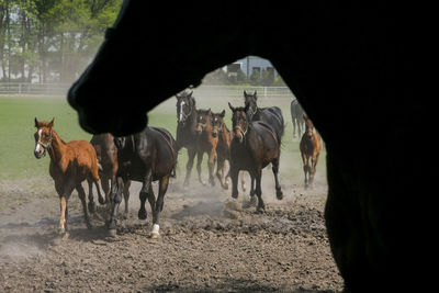 Man with horses