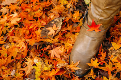 Close-up of maple leaves fallen in autumn