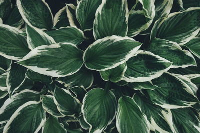 Full frame shot of green leaves