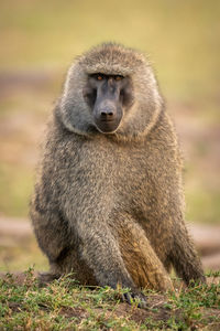 Olive baboon sits on grass watching camera