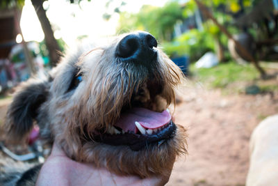 Cropped hand of person holding dog