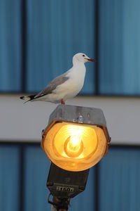 Close-up of illuminated lamp