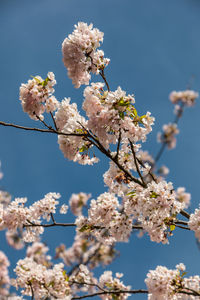 Close-up of cherry blossom tree