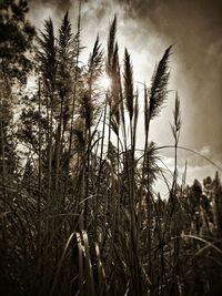 Low angle view of plants against sky