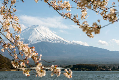 Scenic view of cherry blossom by lake against sky