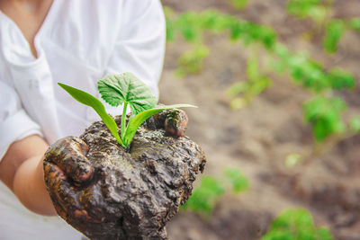 Midsection of man holding plant