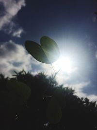 Low angle view of silhouette plant against sky at sunset