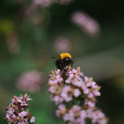 Close-up of bee pollinating on purple flower