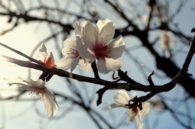 Close-up of apple blossoms in spring