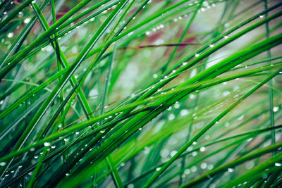 Full frame shot of wet pine tree