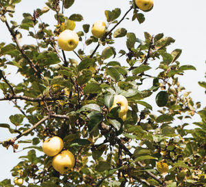 Low angle view of fruits growing on tree against sky