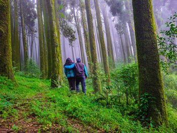 Young couple hiker at pine tree forest with white defused fog background at morning