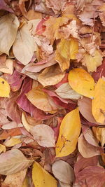 Full frame shot of dry maple leaves