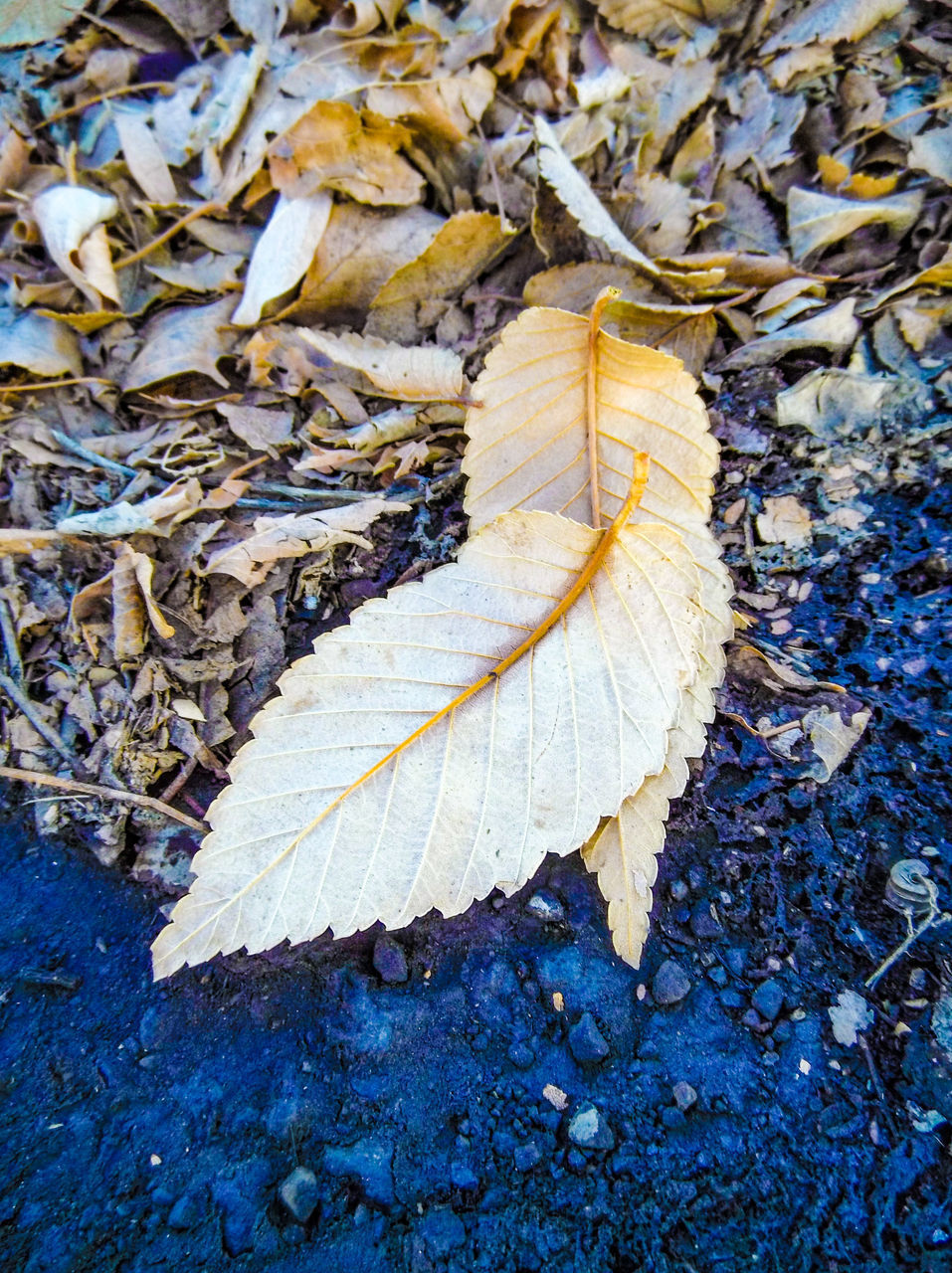 HIGH ANGLE VIEW OF DRY MAPLE LEAVES ON FIELD