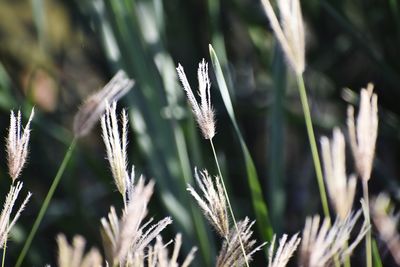 Close-up of stalks against blurred background