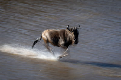 Side view of man standing in lake