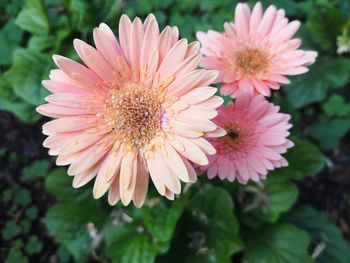 Close-up of pink flower