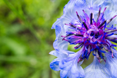 Close-up of purple flowering plant