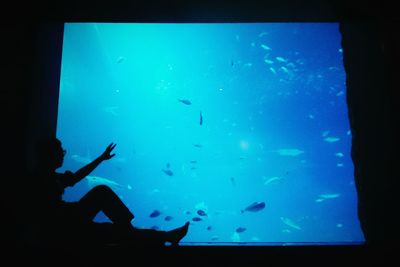 Underwater view of fish swimming in aquarium