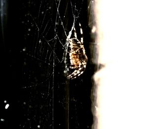 Close-up of spider on web