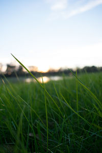 Close-up of grass in field against sky