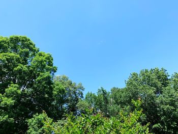 Low angle view of trees against blue sky