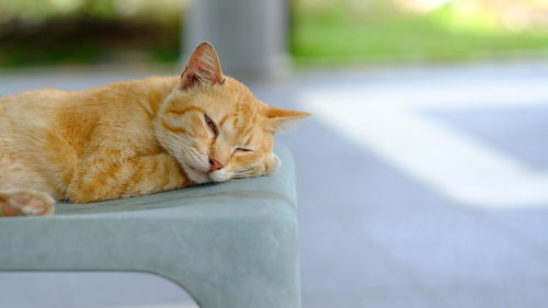 Close-up of a sleeping cat