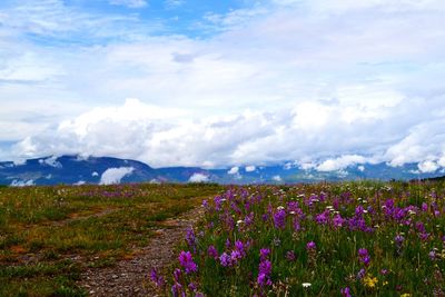 Purple flowering plants on field against sky