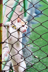 White cat hanging on the steel fence