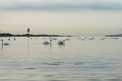 Birds swimming in water