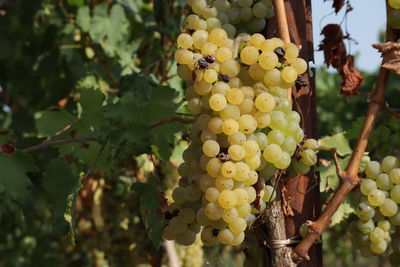 Close-up of grapes growing in vineyard