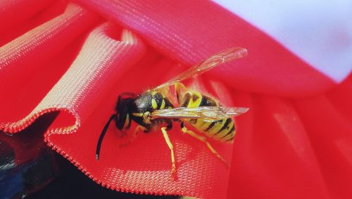 Close-up of insect on red flower